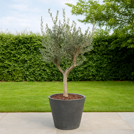 Olea Europaea Cultivo - 220cm- Ø40