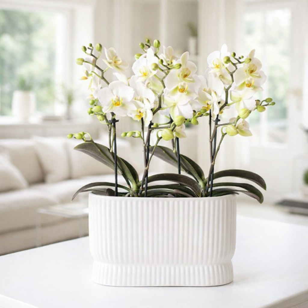 Orchideeënset Diabolo Twin White