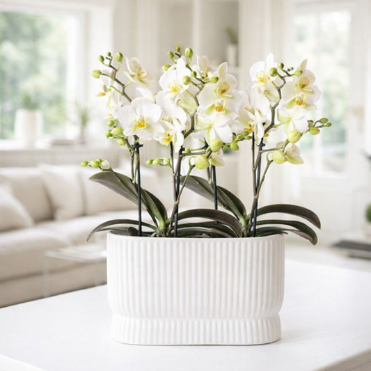Orchideeënset Diabolo Twin White