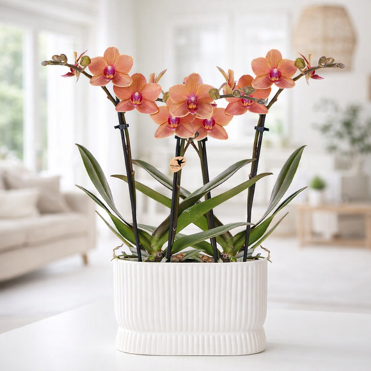 Orchideeënset Diabolo Twin