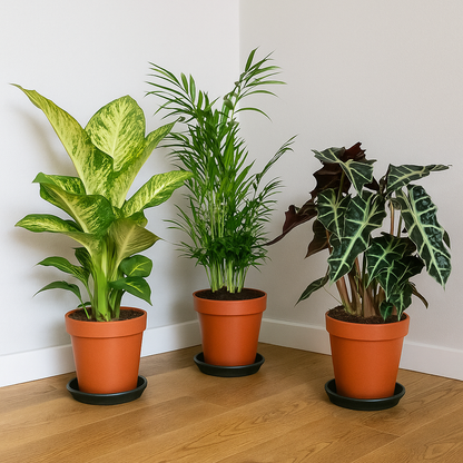 Binnenplanten Mix - 3 stuks - Ø17cm - ↕45-55cm