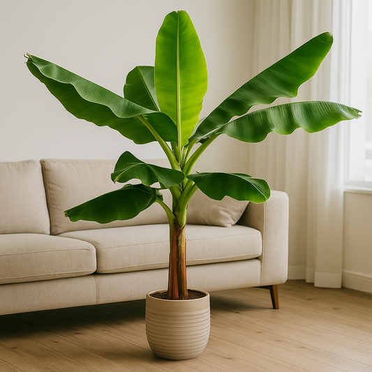 Bananenplant (Musa) - 190 cm - ø30