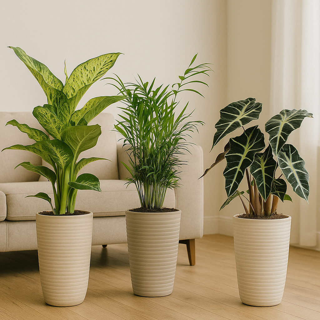 Binnenplanten Mix - 3 stuks - Ø17cm - ↕45-55cm