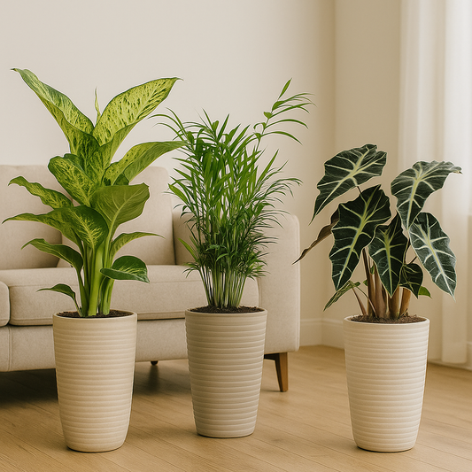 Binnenplanten Mix - 3 stuks - Ø17cm - ↕45-55cm