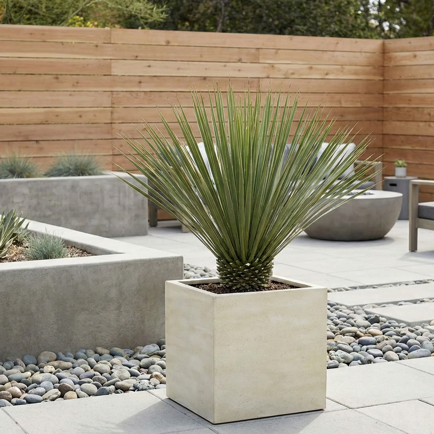 Yucca Rostrata - 75cm- Ø30