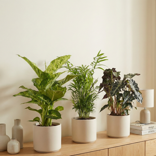 Binnenplanten Mix - 3 stuks - Ø17cm - ↕45-55cm