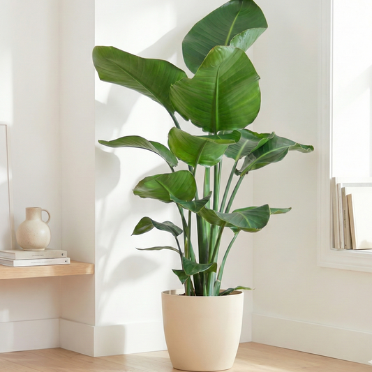 Strelitzia Nicolai met Viber pot wit - 80cm - Ø21