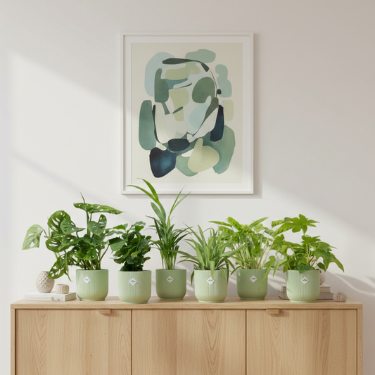 Verrassingsbox - 6 planten incl. elho potjes sorbet groen