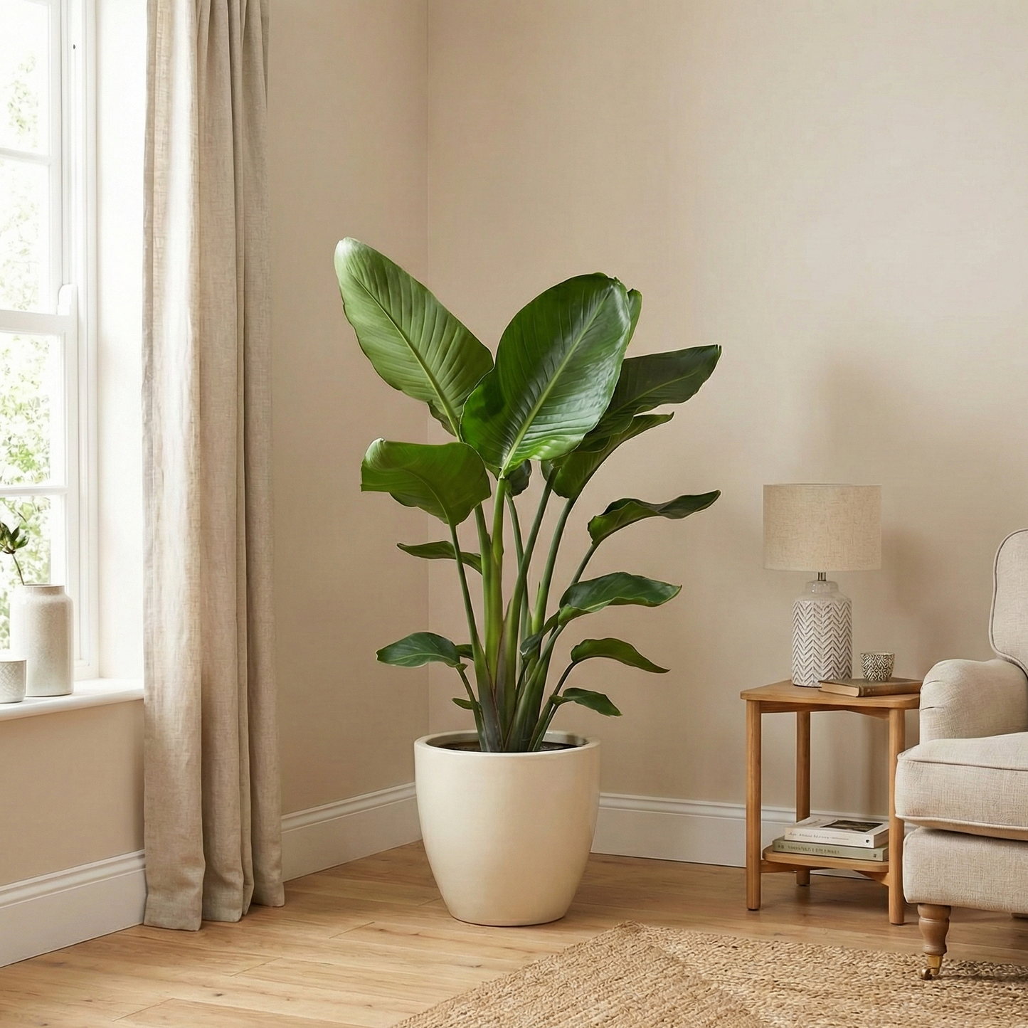 Strelitzia Nicolai - Paradijsvogelplant - Ø19cm - ↕90cm