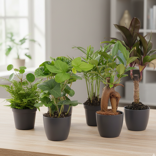 Mini planten set 6 - Inclusief 6x pot Boule Antraciet