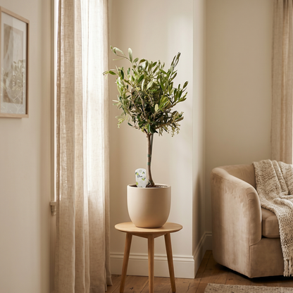 Olea - Ø15cm - ↕60cm
