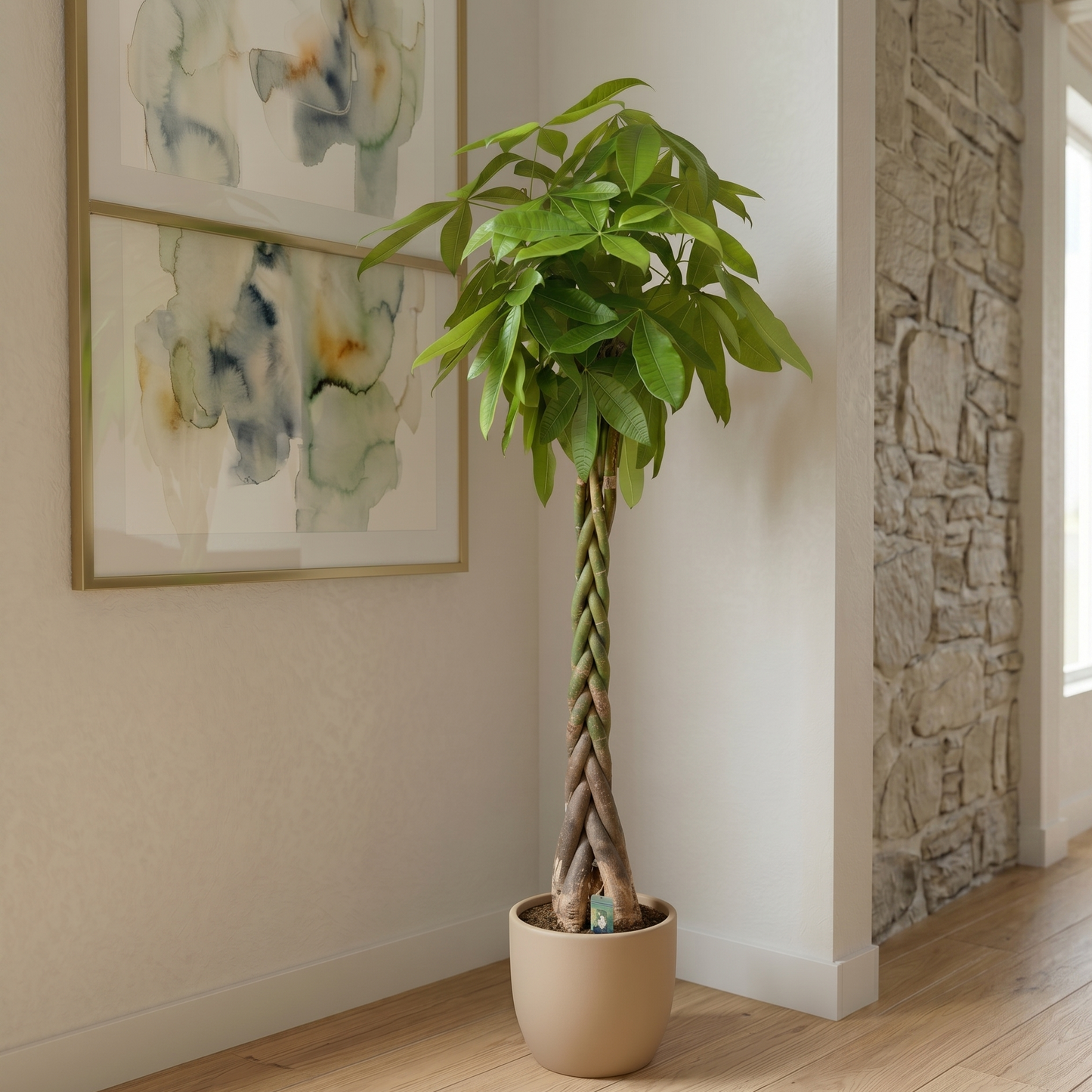 Pachira aquatica - 200cm