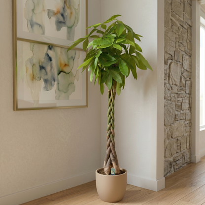 Pachira aquatica - 200cm