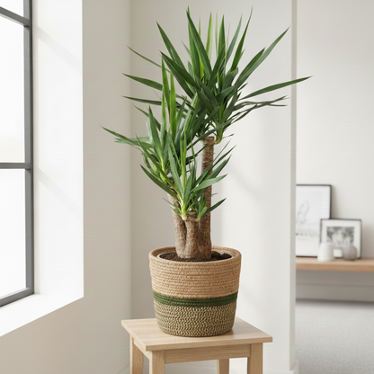 Yucca Elephantipes Ø24cm - ↕90-100cm