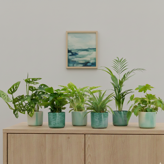 Verrassingsbox - 6 planten incl. elho potjes groen