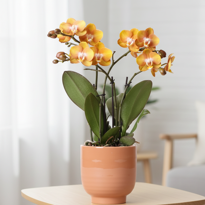 Oranje orchidee - Las Vegas - Glazed sierpot