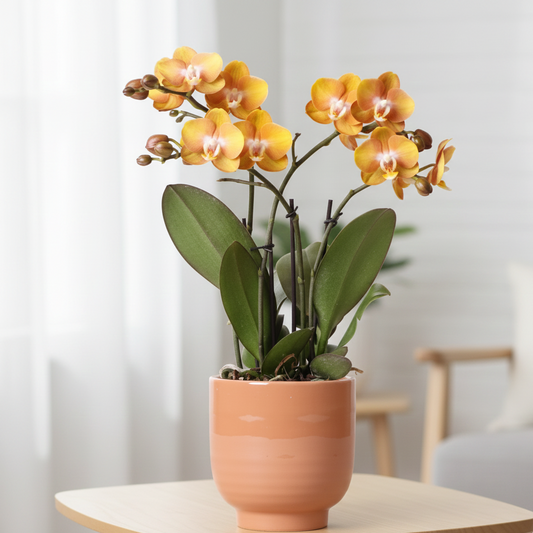 Oranje orchidee - Las Vegas - Glazed sierpot