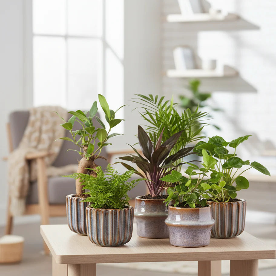 Mini planten set 6 - Inclusief pot set Barcelona