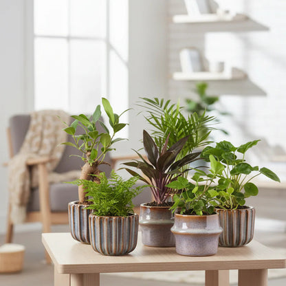 Mini planten set 6 - Inclusief pot set Barcelona