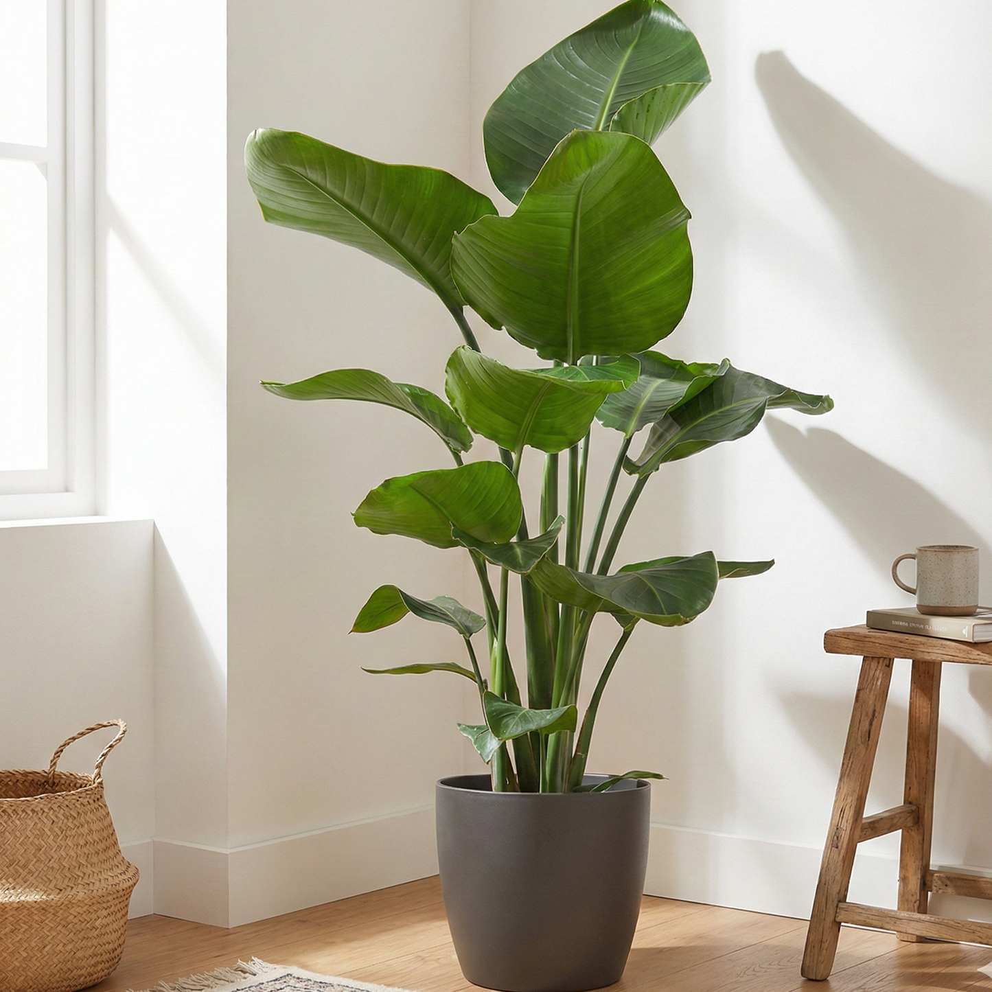 Strelitzia Nicolai met Viber pot grijs - 80cm - Ø21