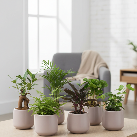 Mini planten set 6 - Inclusief 6x pot Joey grijs mat