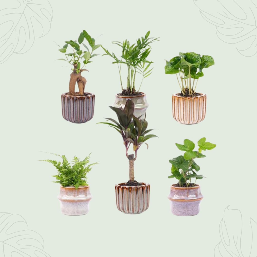 Mini planten set 6 - Inclusief pot set Barcelona (kopie)