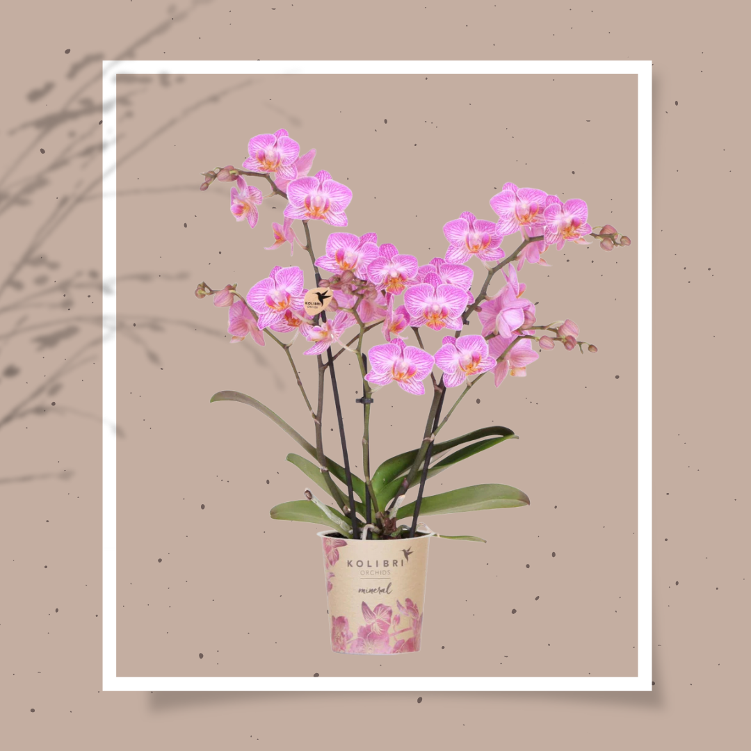 Roze phalaenopsis orchidee | Switzerland