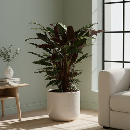 Calathea Wavestar - 80 cm - Ø19cm