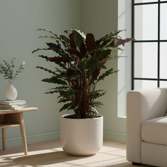 Calathea Wavestar - 80 cm - Ø19cm