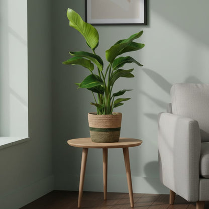 Strelitzia Nicolai met mand Ø21cm - ↕90 - 110cm