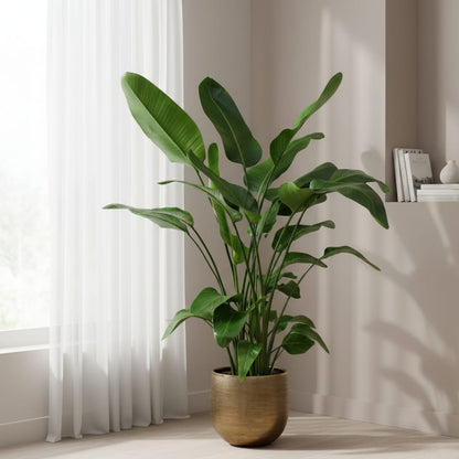 Strelitzia Nicolai - 150cm - Ø24