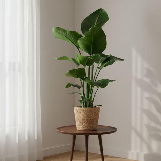 Strelitzia Nicolai met Sofia mand naturel - 80cm - Ø21