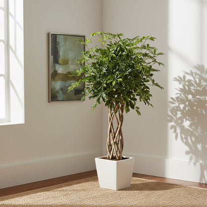 Schefflera Arboricola Compacta gevlochten stam - 130 cm - ø30