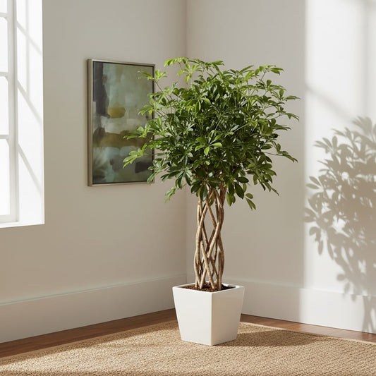 Schefflera Arboricola Compacta gevlochten stam - 130 cm - ø30