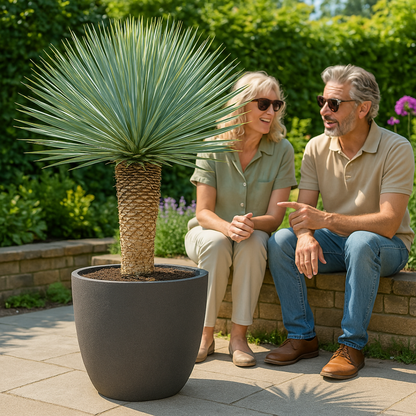 Yucca Rostrata - 170cm - Ø55