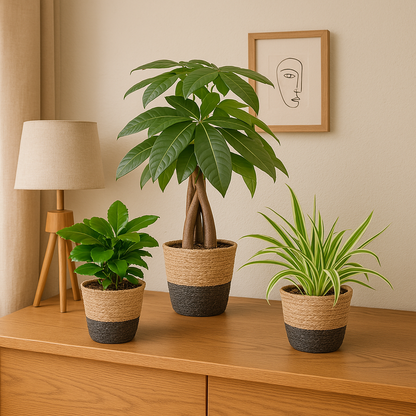 Diervriendelijke Plantenbox - klein - met Mand Lissabon zwart - Ø12