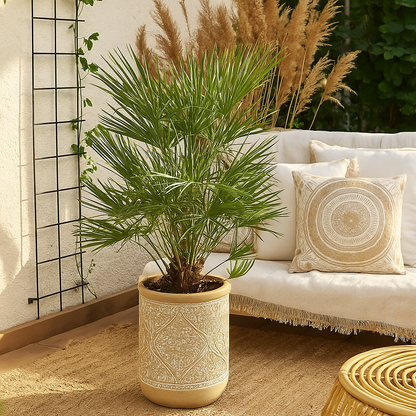 Chamaerops Humilis - 130 cm - Ø24cm