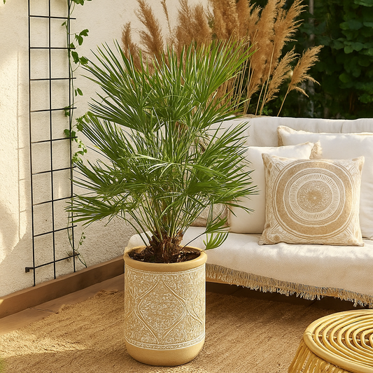 Chamaerops Humilis - 130 cm - Ø24cm