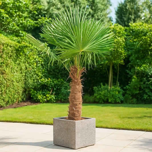 Trachycarpus Fortunei - 240- 270 cm - Ø55cm
