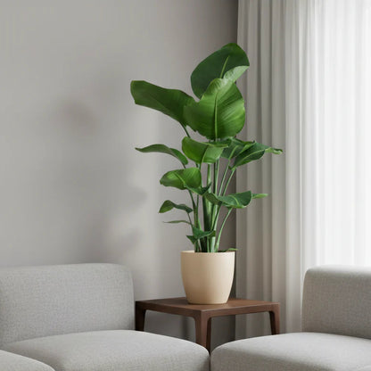 Strelitzia Nicolai met Viber pot wit - 80cm - Ø21