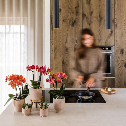 Rode Phalaenopsis orchidee - Congo