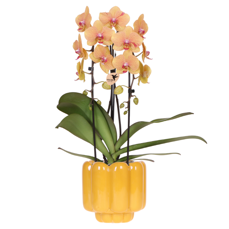 Sunny Bunny orchidee geel/roze + Retro oker sierpot