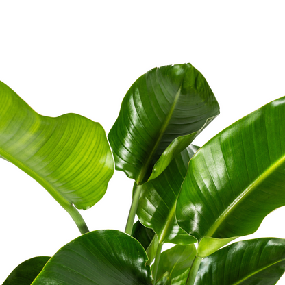 Strelitzia Nicolai met mand Ø21cm - ↕90 - 110cm