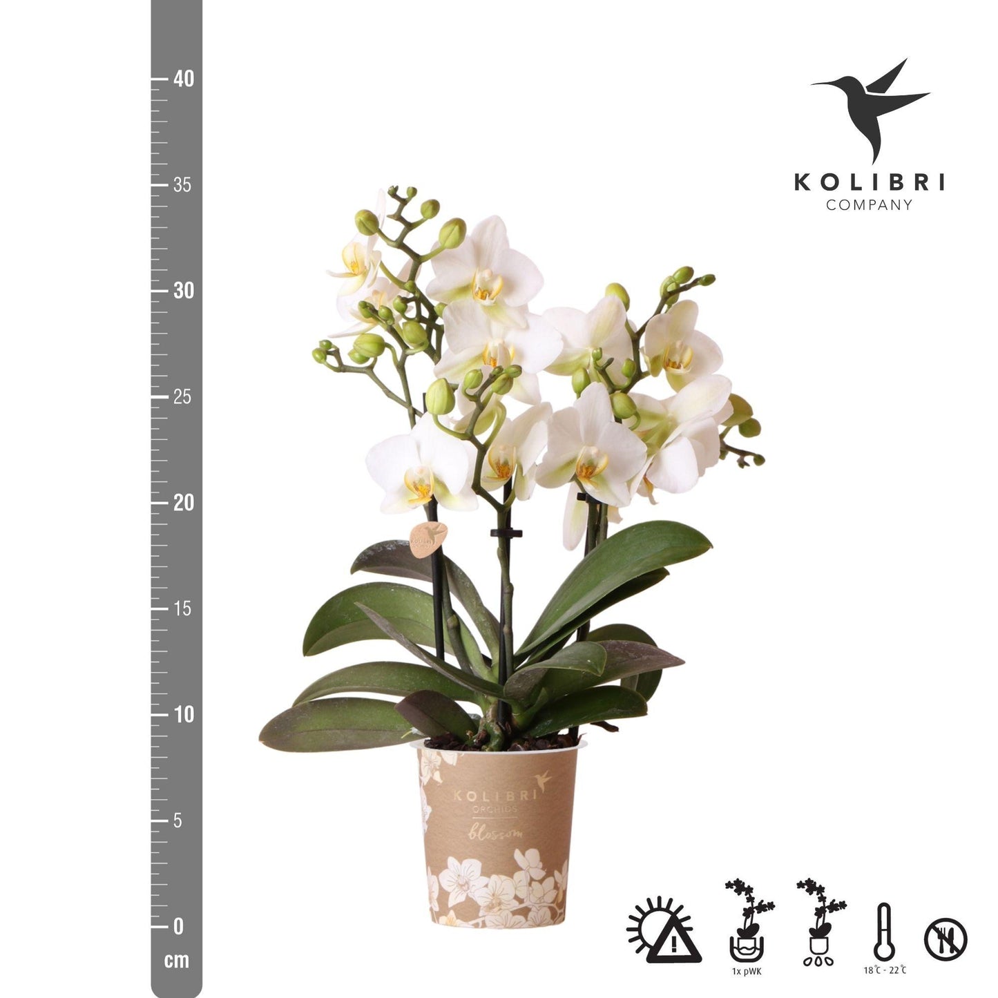 Witte phalaenopsis orchidee - Lausanne