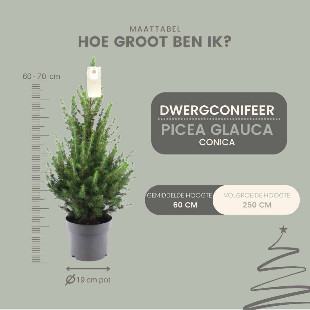 Kleine Kerstboom - Picea glauca Conica