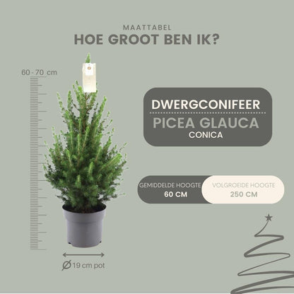 Kleine Kerstboom - Picea glauca Conica