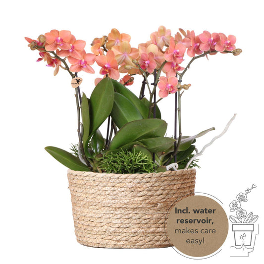 Oranje plantenset in Reed Basket incl. waterreservoir