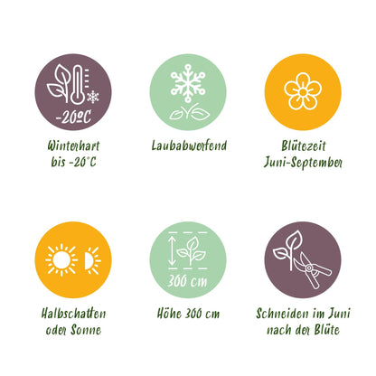 2 x - Clematis Nelly Moser - Bloem Roze