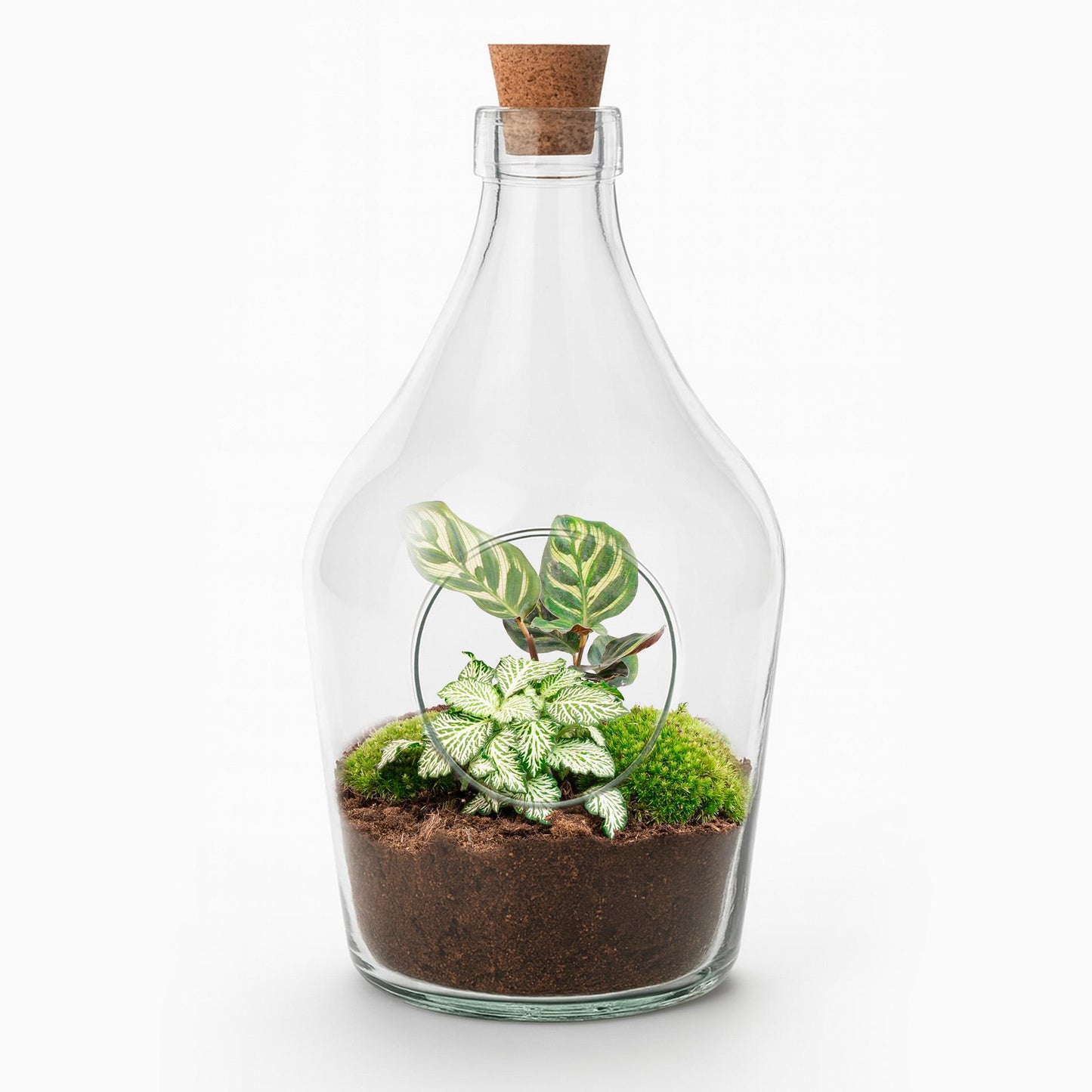 Open terrarium Joss - ↑ 30 cm