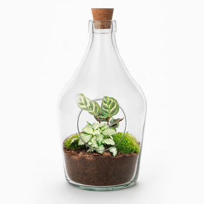 Open terrarium Joss - ↑ 30 cm
